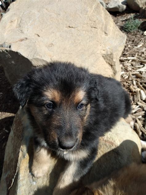 puppies for sale in wenatchee wa